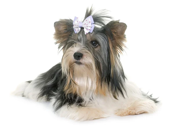 Biewer yorkshire terrier — Zdjęcie stockowe