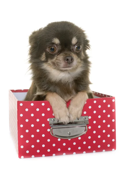 Chihuahua in studio — Stock Photo, Image