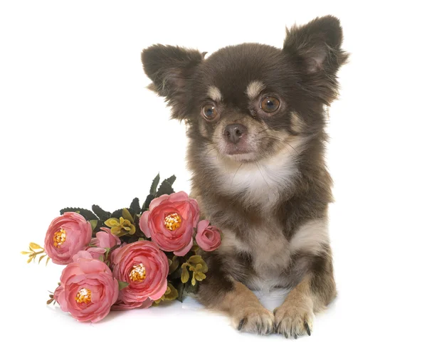 Chihuahua in studio — Foto Stock