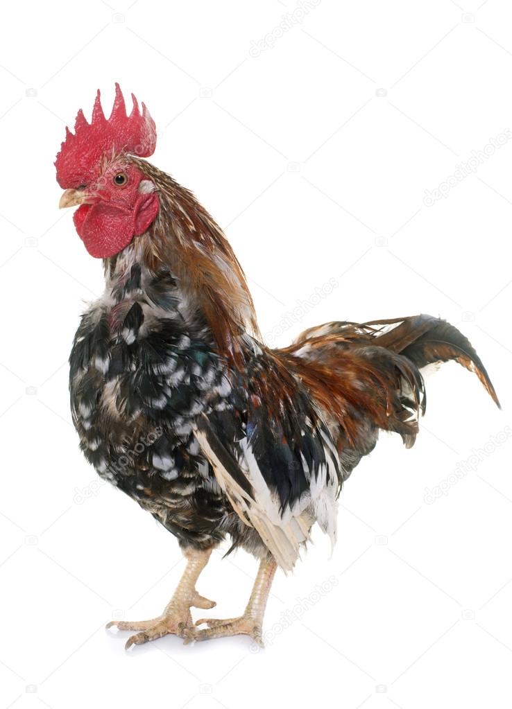 serama rooster in studio