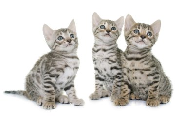 studi de Bengal kedi