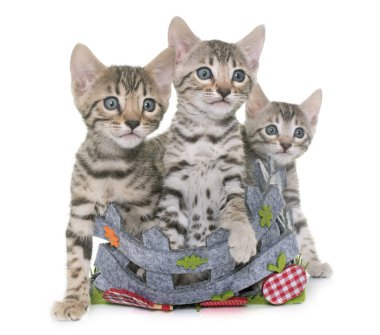 sepet içinde Bengal yavru kedi