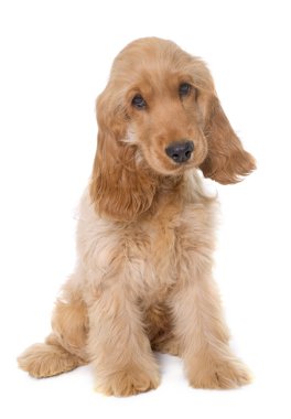 yavru cocker spaniel