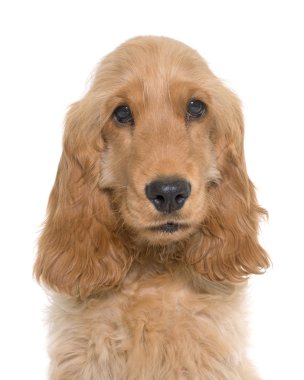 yavru cocker spaniel