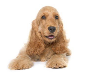 yavru cocker spaniel