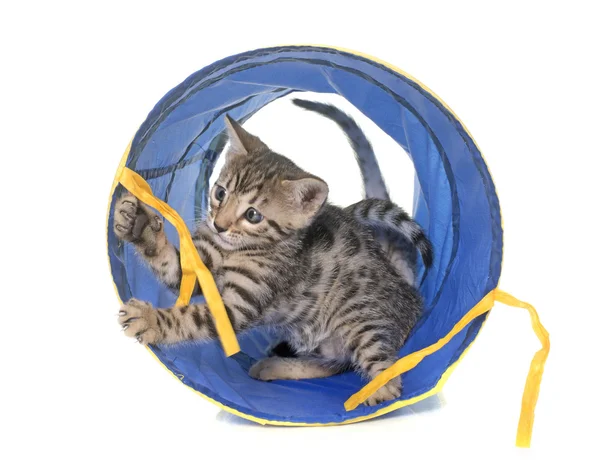 Bengal kitten w tunelu — Zdjęcie stockowe