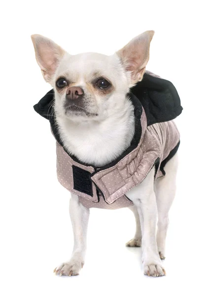 Chihuahua ubrany w studio — Zdjęcie stockowe