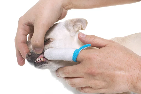 Escovar os dentes de chihuahua — Fotografia de Stock