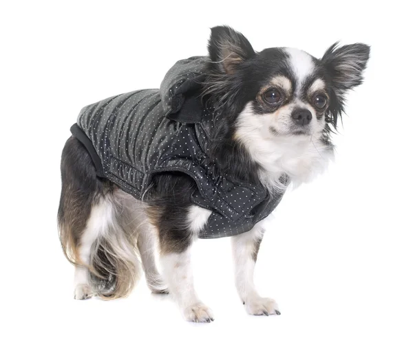 Chihuahua ubrany w studio — Zdjęcie stockowe