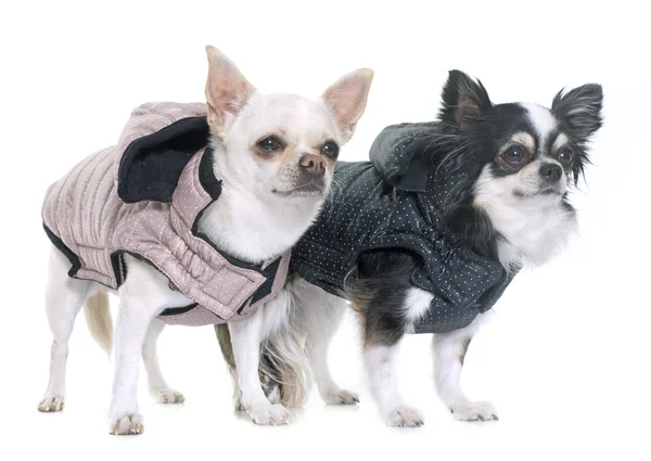 Chihuahuas habillés en studio — Photo
