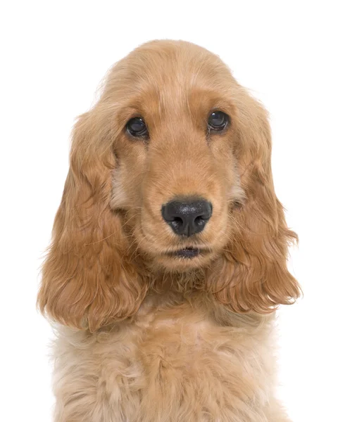 Cucciolo cocker spaniel — Foto Stock