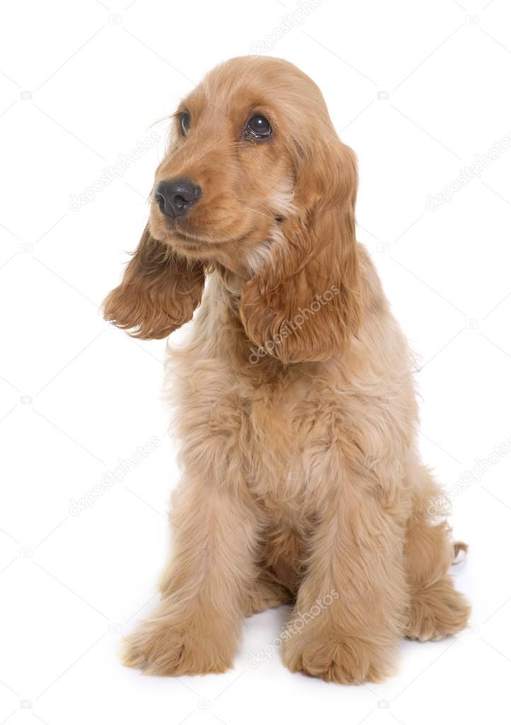 puppy cocker spaniel