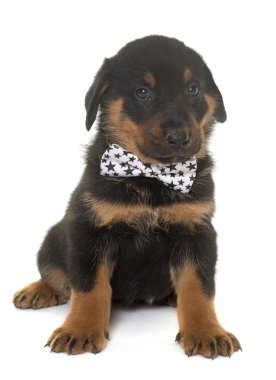 beauceron köpek yavrusu Studio