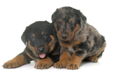 beauceron kukla Studio