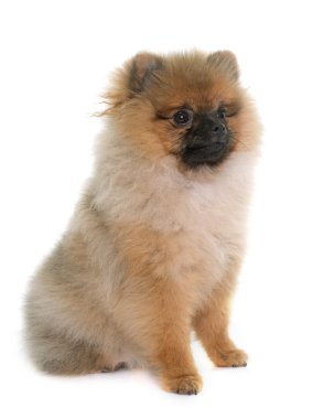 Genç Pomeranya köpeği