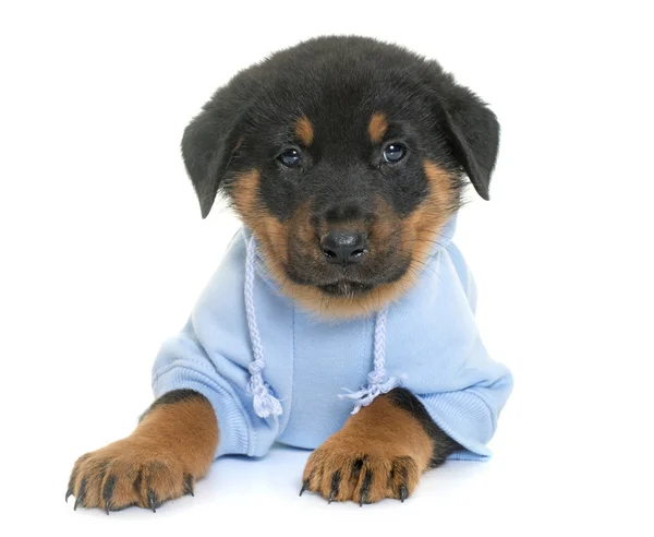 Memakai beauceron puppy di studio — Stok Foto