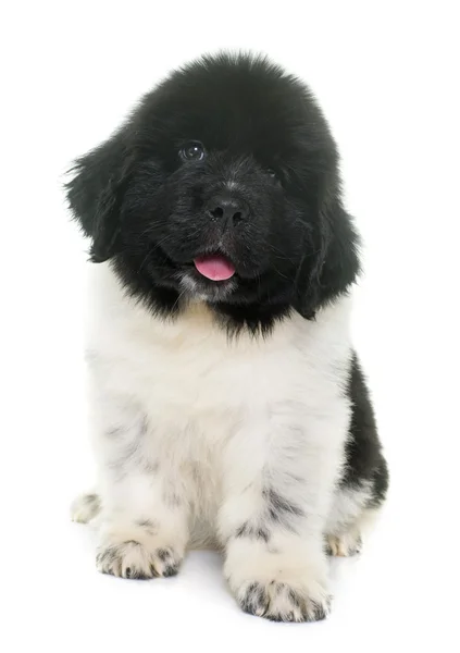 Chiot noir et blanc newfoundland chien — Photo