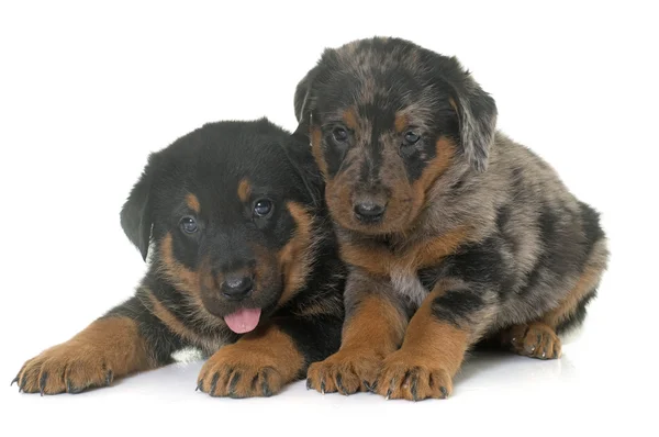 Beauceron pups in studio — Stockfoto