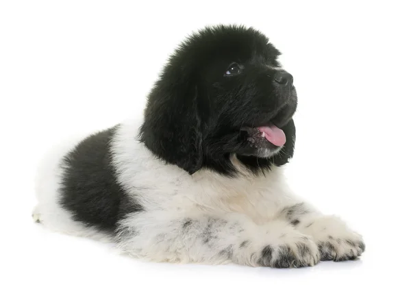 Chiot noir et blanc newfoundland chien — Photo