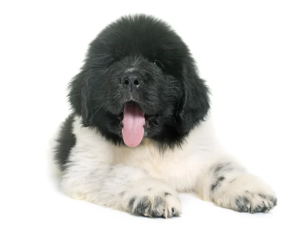 Μαύρο και άσπρο κουτάβι σκυλί της νέας γης — Φωτογραφία Αρχείου