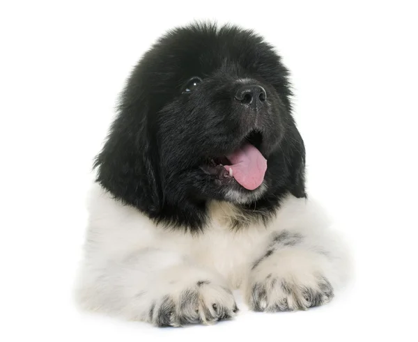 Cachorro blanco y negro newfoundland perro — Foto de Stock