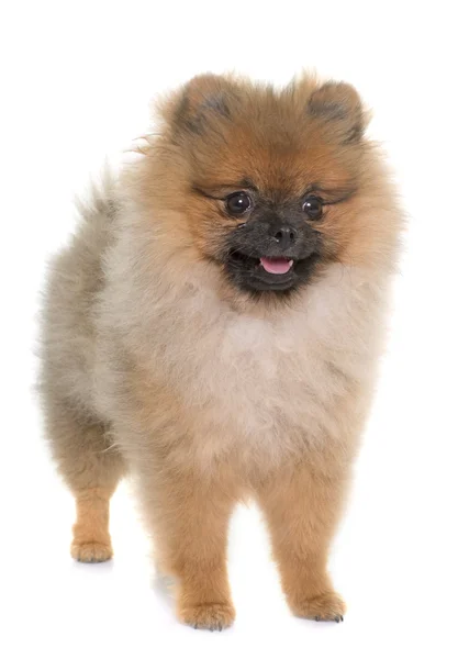 Perro pomerano joven — Foto de Stock