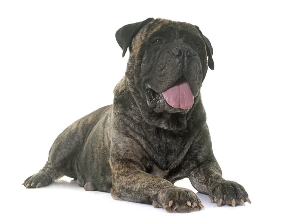 Mastino toro in studio — Foto Stock