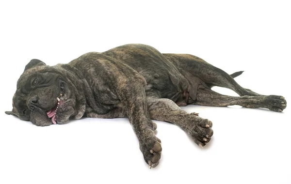 Bull mastiff in studio — Stockfoto