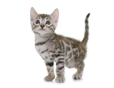 Bengal yavru kedi Studio