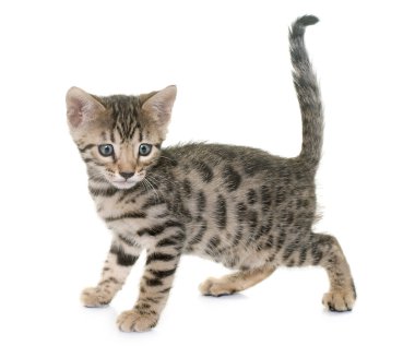 Bengal yavru kedi Studio