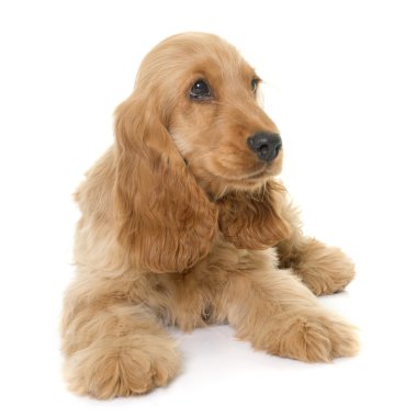 yavru cocker spaniel