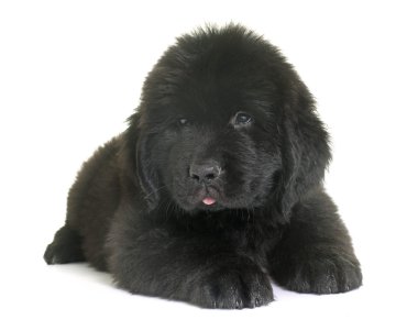 newfoundland köpek yavrusu