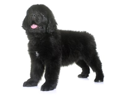 newfoundland köpek yavrusu