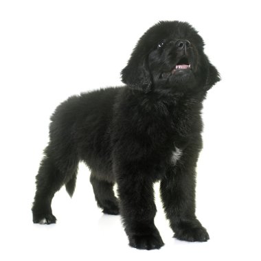 newfoundland köpek yavrusu