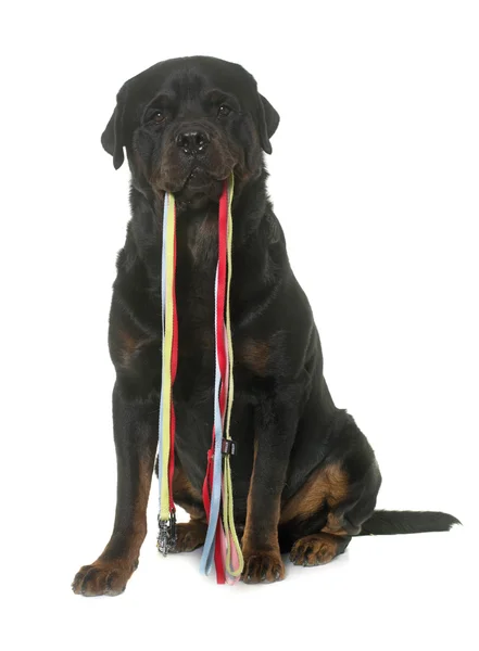 Rottweiler memegang talinya — Stok Foto