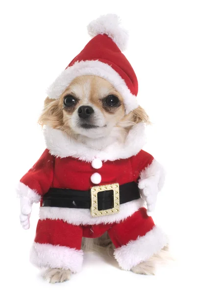 Babbo Natale chihuahua — Foto Stock