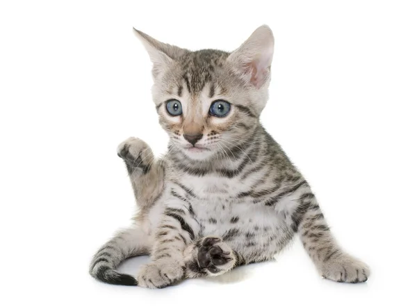Bengal kitten in studio — Stock Photo, Image