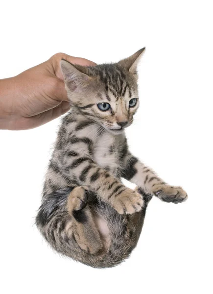 Bengaalse kitten in studio — Stockfoto