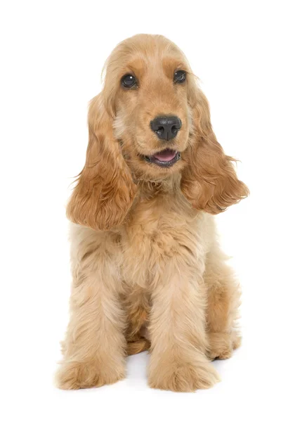 Cucciolo cocker spaniel — Foto Stock