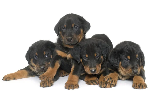 Beauceron filhotes em estúdio — Fotografia de Stock