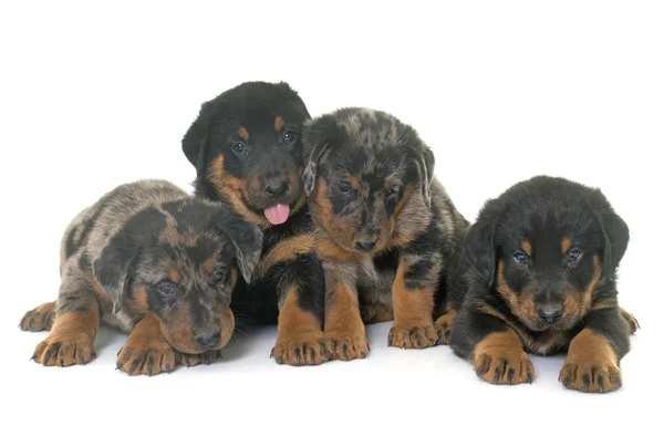 Beauceron puppies in studio — Stock Photo, Image