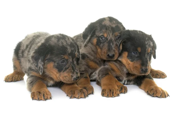 Cachorros beauceron en el estudio —  Fotos de Stock