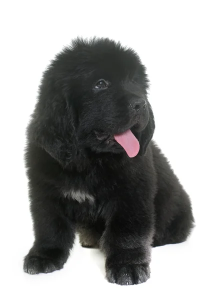 Puppy newfoundland dog — Stock Photo, Image