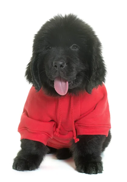 Cachorro vestido cachorro da Terra Nova cão — Fotografia de Stock