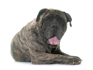 Bull mastiff Studio