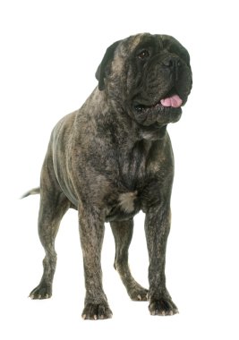 Bull mastiff Studio