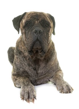 Bull mastiff Studio