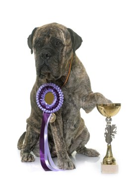 Bull mastiff ve Kupası