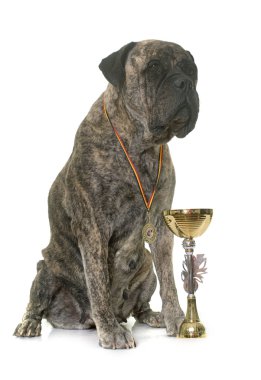 Bull mastiff ve Kupası