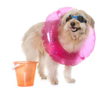 Studio Pyrenean çoban